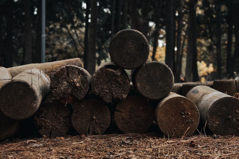 Softwood Timber