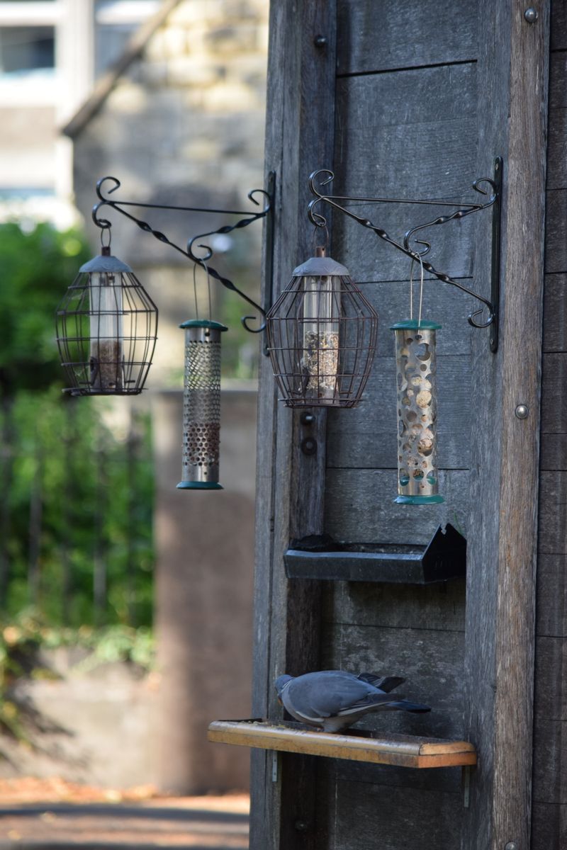 Bird Feeder