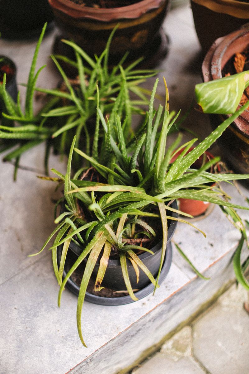 Aloe Juice