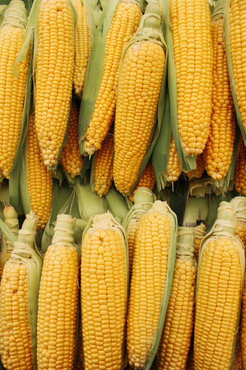 Canned Sweet Corn