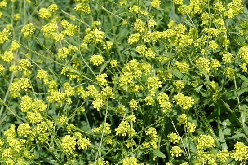 Dijon Mustard