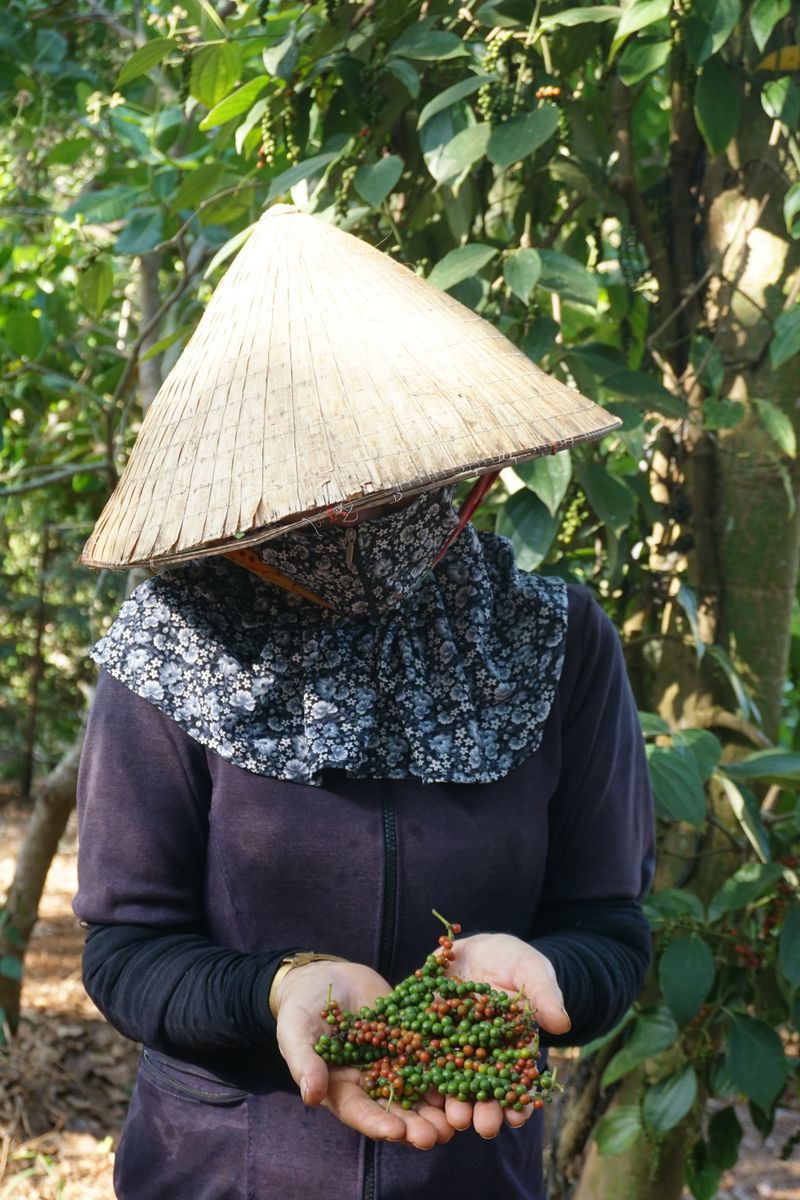 Black Pepper