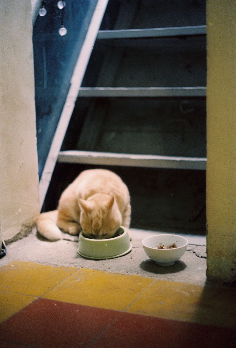 Wet Cat Food