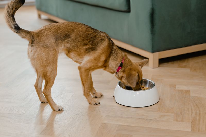 Puppy Food