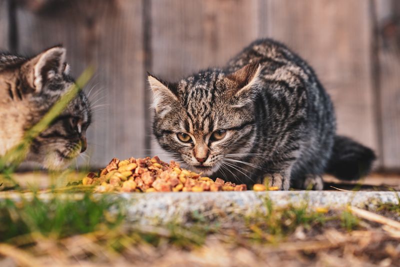 Kitten Food