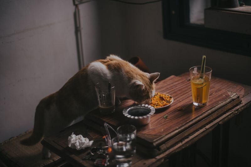Cat Treats