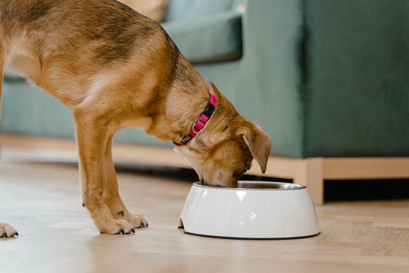 Senior Dog Food