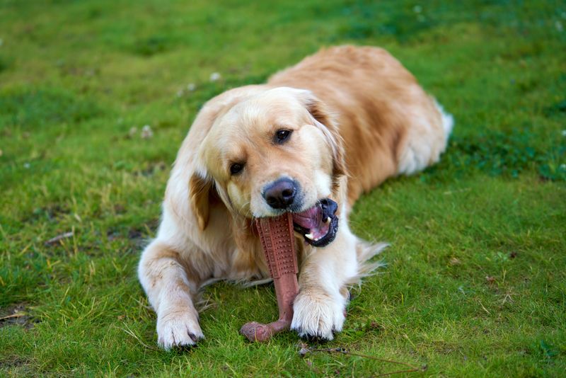 Dog Chew Toy