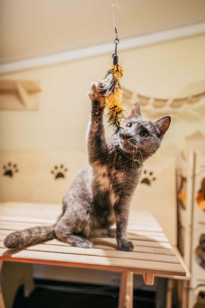 Cat Feather Wand