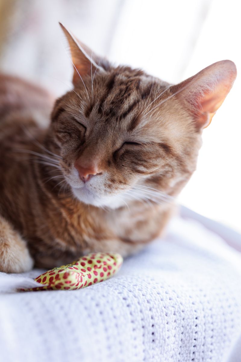 Catnip Toy