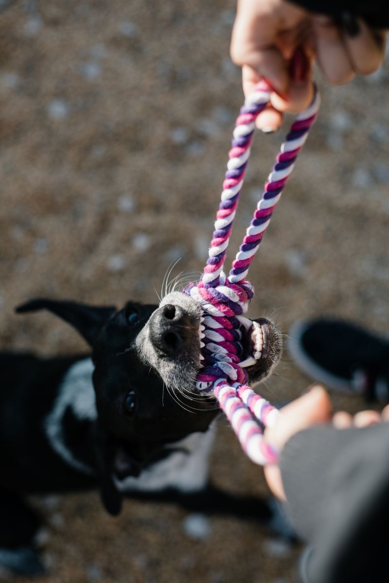 Rope Tug Toy