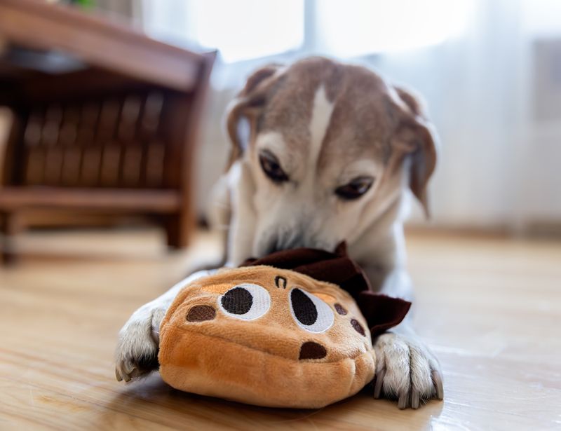 Squeaky Plush Toy