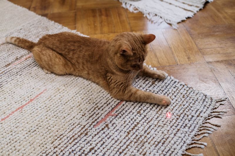 Laser Cat Toy