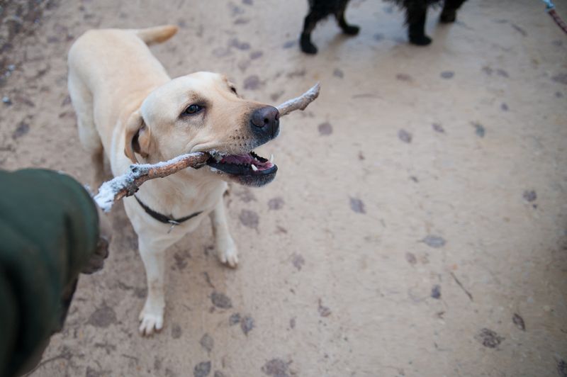 Fetch Stick