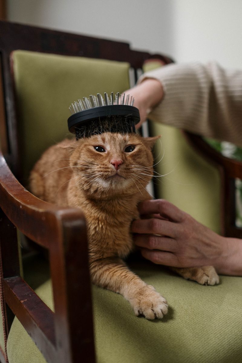 Cat Brush