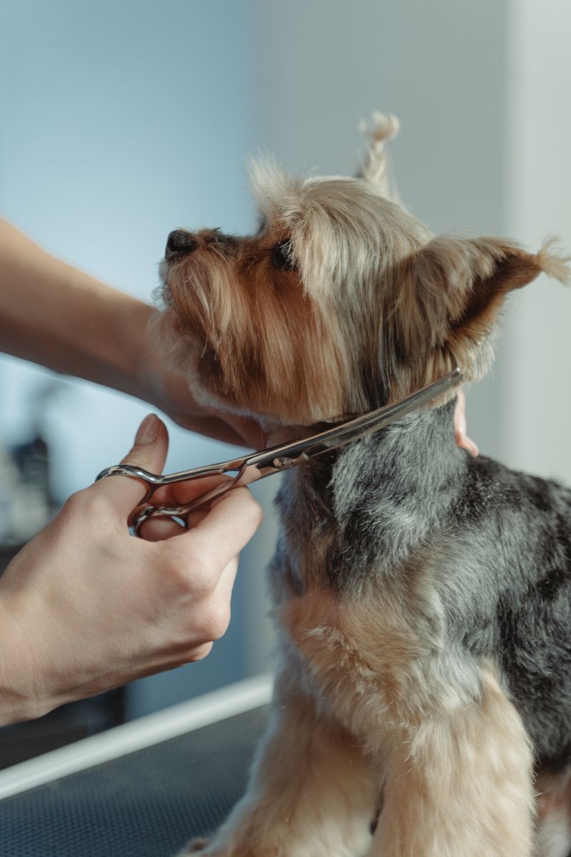 Grooming Scissors