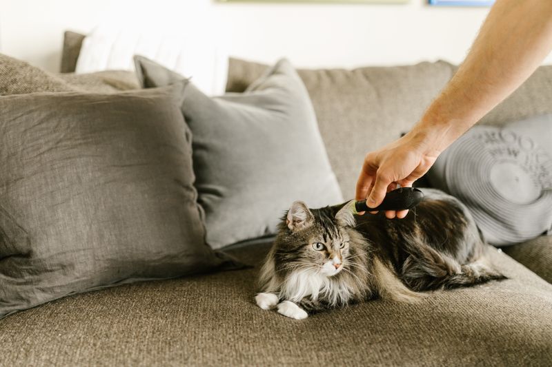 Deshedding Tool