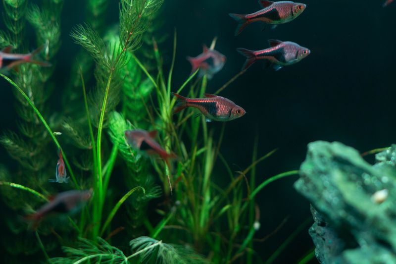 Aquarium Heater