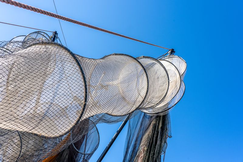 Fish Net