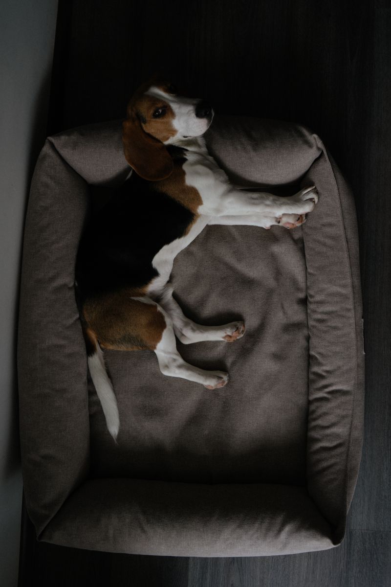 Orthopedic Dog Bed