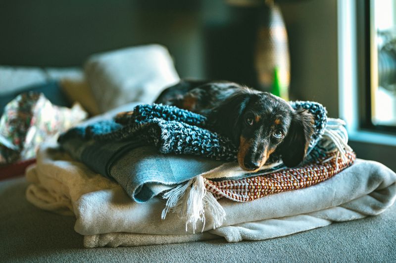Pet Blanket