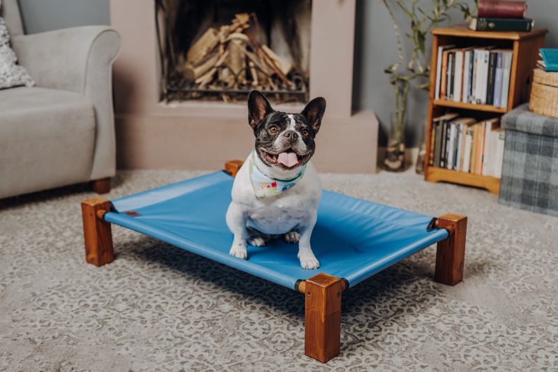 Elevated Dog Bed