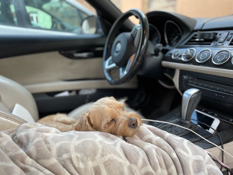Pet Booster Seat