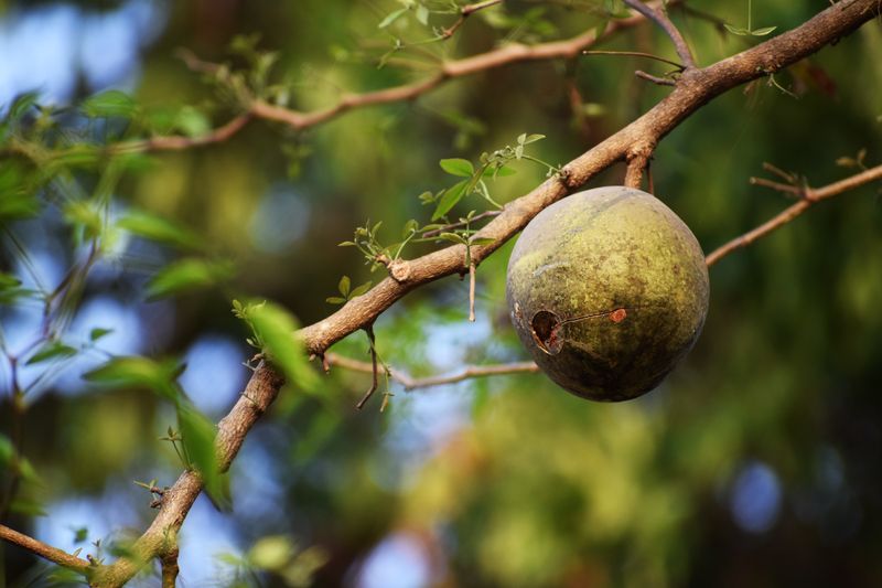 Baobab Superfood Powder
