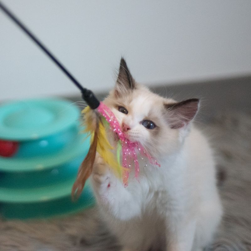 Cat Feather Wand