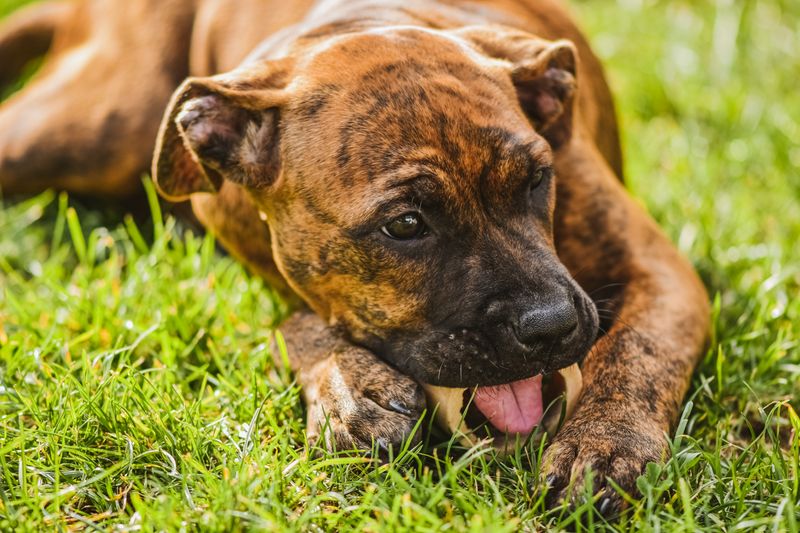 Dog Chew Toy